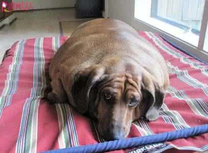 胖子哈士奇 连哈士奇都变成了一个胖子，真是一胖毁所有啊！