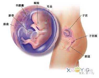排卵后同房易生男孩吗 耳朵一个特征最易生男孩