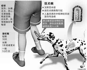 狗狂犬病症状有哪些 狂犬病的症状有哪些