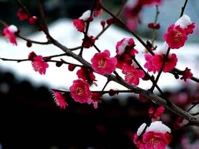 古风淡墨情侣网名 淡墨梅韵浓浓情