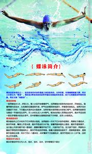 蝶泳视频 蝶泳简介