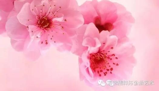 关于桃花的唐诗 唐诗中的“花花世界”——桃花