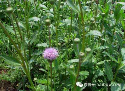 治疗高血压的偏方 治疗高血压的偏方有哪些