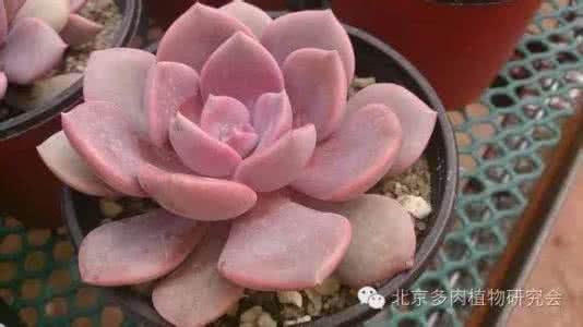 多肉植物水泡品种图鉴 多肉植物怎么养护?800多种多肉品种图鉴(三)