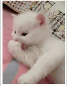 梅花易数断卦案例全解 用读象法趣断梅花案例（10则）