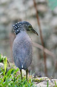 黑冠鳽药用 黑冠鳽