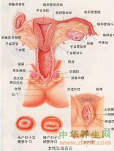 外阴瘙痒久治不愈 引起外阴瘙痒的原因 外阴瘙痒久治不愈小心癌上门