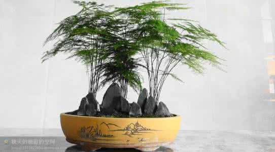 文竹怎么养 文竹种养资料大全