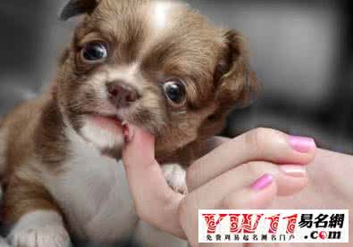 梦到被黑狗咬 梦到被狗咬 梦见被狗咬