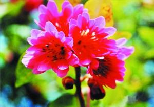 红花荷的花语 红花荷(Rhodoleia championii)，金缕梅科  