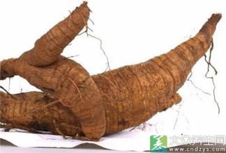 葛根粉怎么祛痘 野葛根祛痘效果怎么样