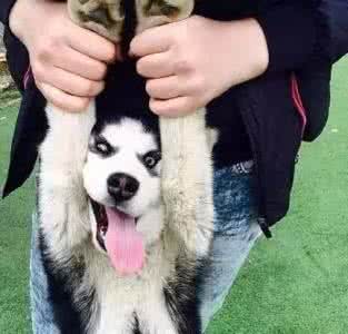 哈士奇好养吗 养了哈士奇，你就像拥有了一个强大的表情包！