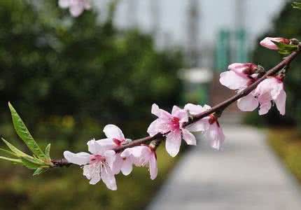 春风吹那个桃花开 描写桃花 何事春风容不得?和莺吹折数枝花。