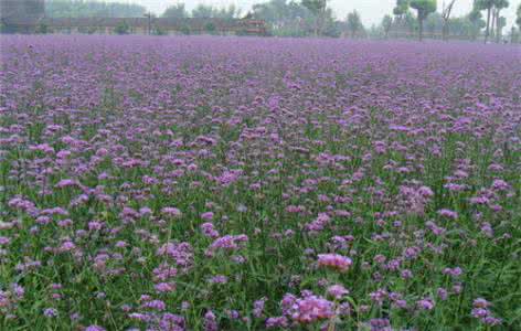 马鞭草什么时候开花 马鞭草什么时候开花 马鞭草花期是什么时候呢