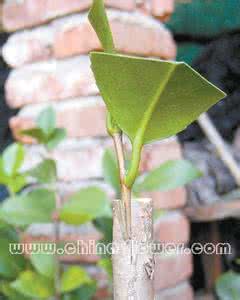 植物嫁接技术图解 图解植物嫁接技术