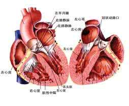 心脏预激综合症 心脏预激综合症是什么 病理病因要知道