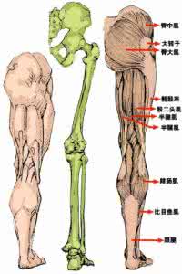 人体脏腑结构位置图片 人体结构教学图片