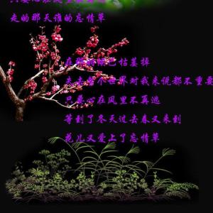 花儿爱上忘情草 《花儿爱上忘情草》【FLASH 极品音画】