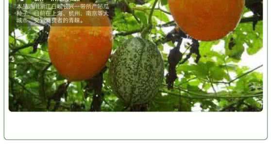吊瓜子 白岘吊瓜子