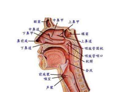 虚火喉痹 慢性咽炎相当于中医的“虚火喉痹”