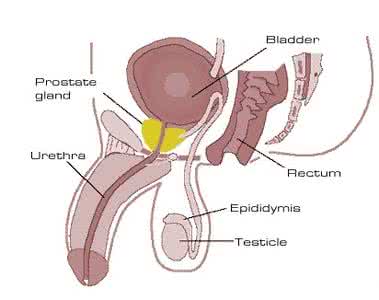 龟头特别敏感怎么治疗 龟头特别敏感容易早泄 你特别敏感吗？
