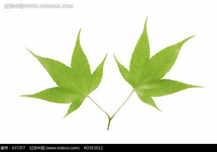 锯齿状红细胞 有细锯齿的