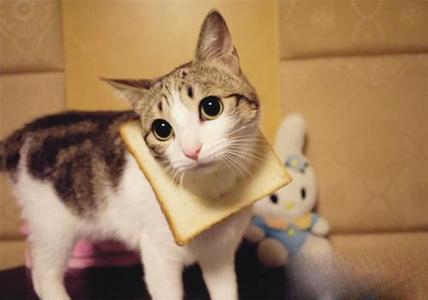 猫咪情绪低落 猫咪情绪低落 猫咪情绪低落怎么办