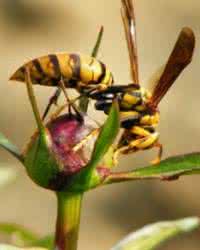 毒蜂蛰伤的治疗 毒蜂蛰伤的治疗 治疗毒蜂、蜈蚣等所伤