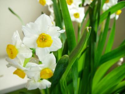 水仙花诗词 94首 水仙花诗词(94首)