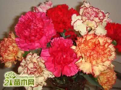 康乃馨的繁殖方法 康乃馨的繁殖培育技术