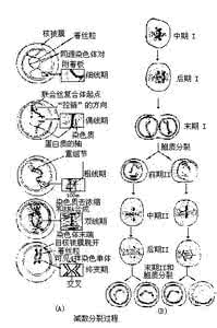 粗线期 减数分裂Ⅰ 粗线期