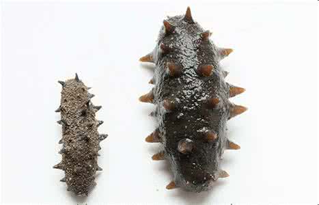 编发教程一步一步教 一步一步发海参