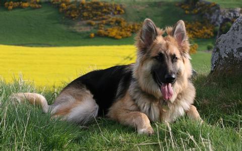 德国牧羊犬 德国牧羊犬 德国牧羊犬一本通·合订本
