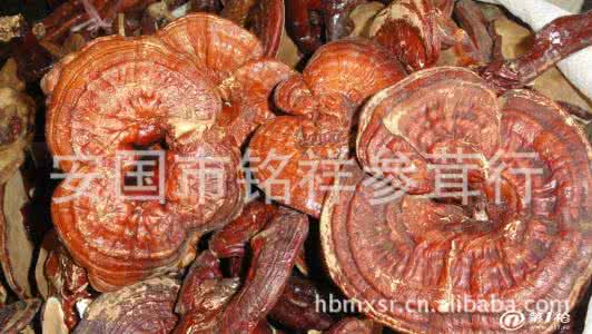 桑黄灵芝 桑黄灵芝，民间作为治疗肝病、癌症的绝药！
