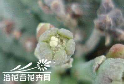 多肉植物布纹球 多肉植物布纹球的雌雄分辨？