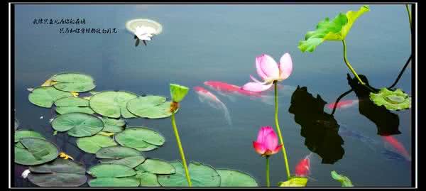 我像只鱼儿在你的荷塘 哆啦a梦 我像只鱼儿在你的荷塘什么意思