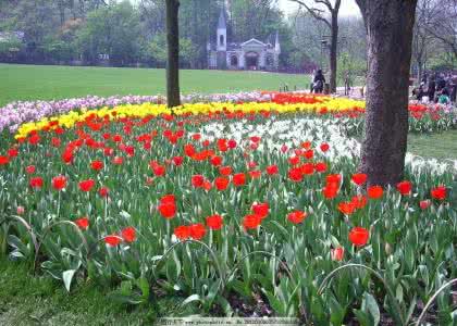 郁金香的养殖方法 【园艺】郁金香如何养殖