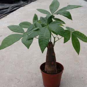 发财树移植方法 发财树秋天可以移植吗?