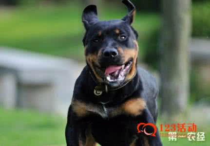 罗威纳犬性格 罗威纳犬性格 罗威纳好养吗,怎么养好罗威纳?