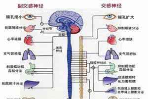 植物神经功能紊乱症状 植物神经功能紊乱症状 这表现就是神经紊乱