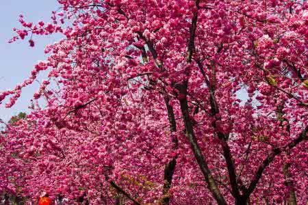 樱花古诗词 三月，樱花从古诗词中飘来