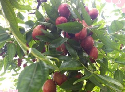 梦见枣树结满了红枣 梦见枣树结满了枣 梦见种枣树