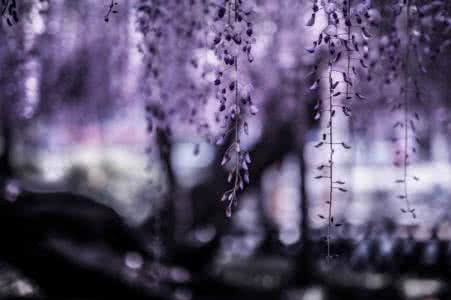 花朝月夕 如诗如画 你的最爱(仓本裕基 如诗如画般的意境琴音13首)