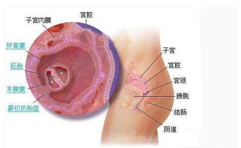 胚胎着床有什么症状 胚胎着床有什么症状 胚胎着床后，应该怎样做才能让孕妈安心度过孕期！