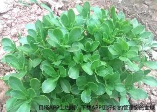 金不换山乌龟稀有品种 一种稀有的菜，又名“金不换”，可以帮助糖友们稳血糖