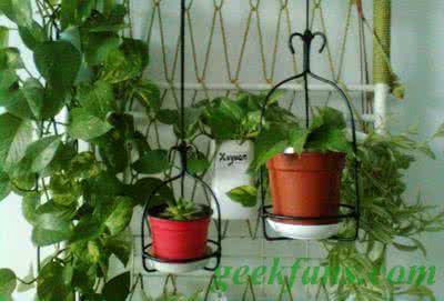 垂吊花盆 垂吊花盆架
