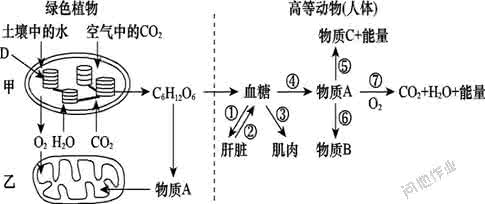 动物的新陈代谢 新陈代谢（动物）