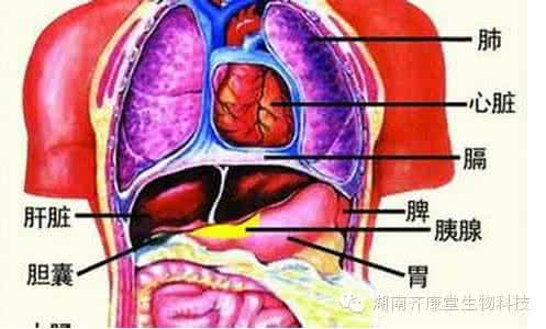 中医五脏六腑功能详解 中医按摩手法如何调节五脏六腑？