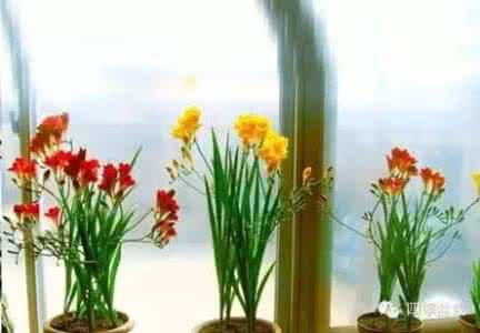 香雪兰的养殖方法 【香雪兰】香雪兰的养殖方法_香雪兰