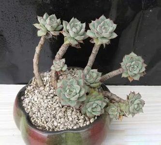 多肉植物如何养成老桩 多肉植物怎么养成老桩
